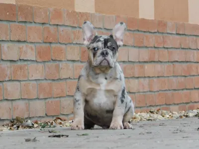 French Bulldog - Jony