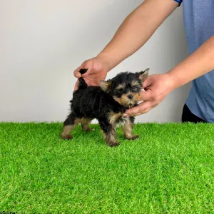 Yorkshire terrier - Pancho