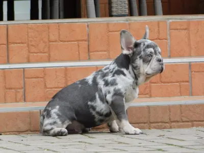 Francia bulldog - Robert 