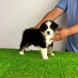 Australian Shepherd - Grudo