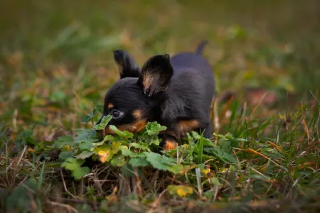 Russian Toy Terrier - Coco Chanel
