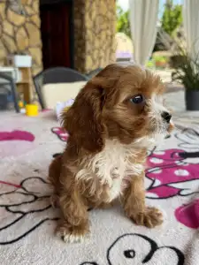 Cavapoo - Charlie