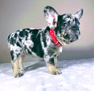 French Bulldog - Daisy
