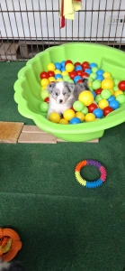 Border Collie - Frenklin