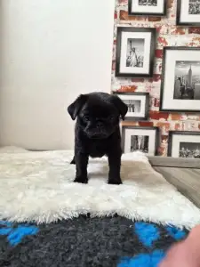 Pug - Queen Bee