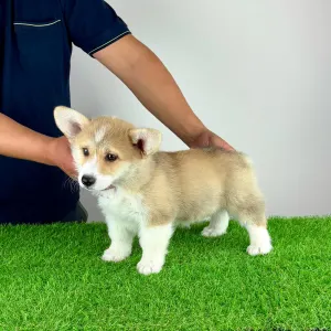 Welsh corgi pembroke - Cosima