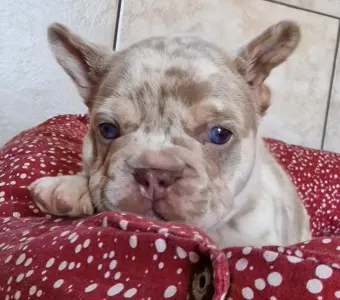 French Bulldog - New Shade Isabella Merle Tan Boy