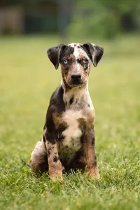 Catahoula Leopard Dog - Core