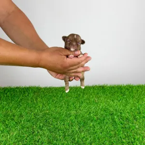 Chihuahua - Kilo