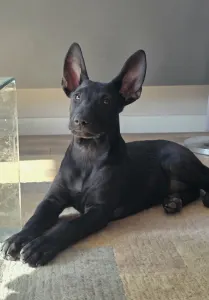 Mexican Hairless Dog - Mahogany