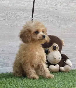 Cavapoo - Ellie ( Toy Size )