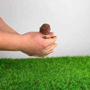 Caniche Toy - Fioretta