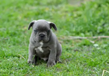French Bulldog - Monty