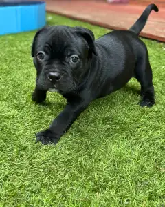 l'American Bully - Standard - Marionberry