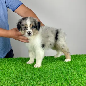 Australian Shepherd - Vonny