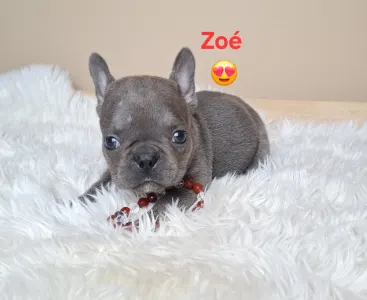 French Bulldog - Zoé