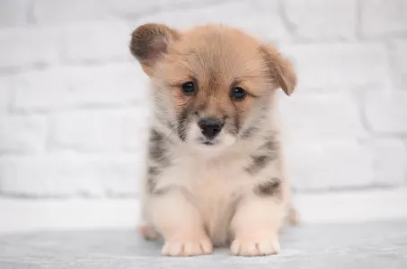 Welsh Corgi Pembroke - Sun Shine Mendenhall