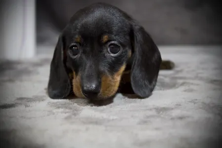 Dackel - Dark Horse Hug Me Strongly