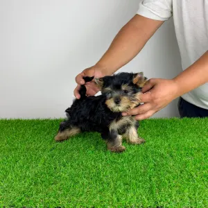Yorkshire Terrier - Dudu