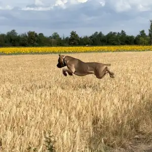 Cane Corso Italiano - Timoniere Quintiliano