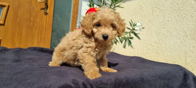 Caniche Toy - Teddy