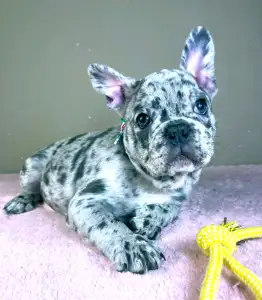 Francia bulldog - Astor 