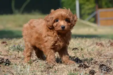 Maltipoo - Abigél