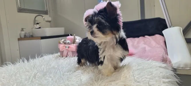 Biewer Terrier - Odin