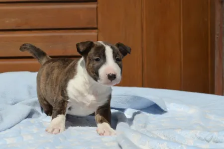 Miniature Bullterrier - Nolan