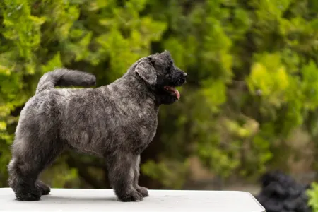 Flanders Cattle Dog - Szürke