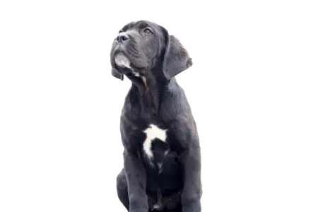 Chien de cour italien - Cirius 