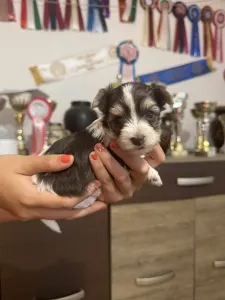 Yorkshire Terrier - Full Of Heart Jamila