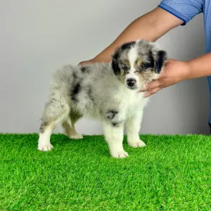 Australian Shepherd - Vonny