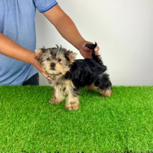 Yorkshire Terrier - Wollja