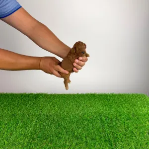 Poodle Toy - Xilli