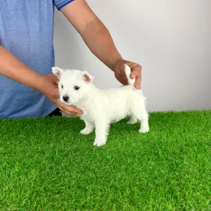 Вест-хайленд-уайт-терьер - Jette