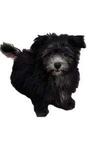 Coton de Tulear - Leila
