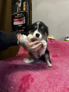 Border collie - Tricolor Szuka, Female/orange Collar