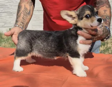 Welsh Corgi Pembroke - Tri