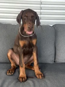 Dobermann - Flavito