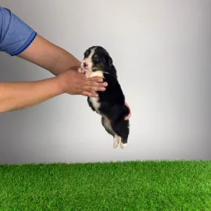 Ciobanesc Australian - Cash