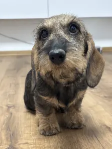 Dackel - Pearls Of Seven Hills Becky