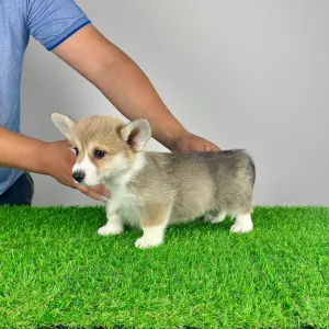 Welsh Corgi Pembroke - Robelly 