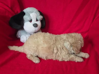 Cavapoo - Mia