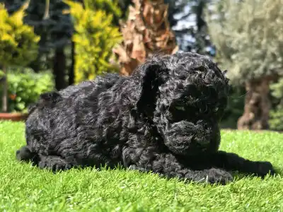 Cavapoo - Zorro