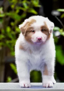 Австралийская овчарка - Winstead Petals From Mayfair