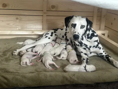 Dalmatinski pas - Arina