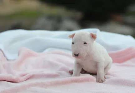 Miniatűr bullterrier - Karla