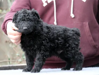 Mudi - Pörgelóci Spuri