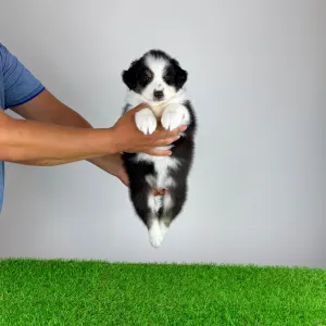 Australian Shepherd - Hamlet